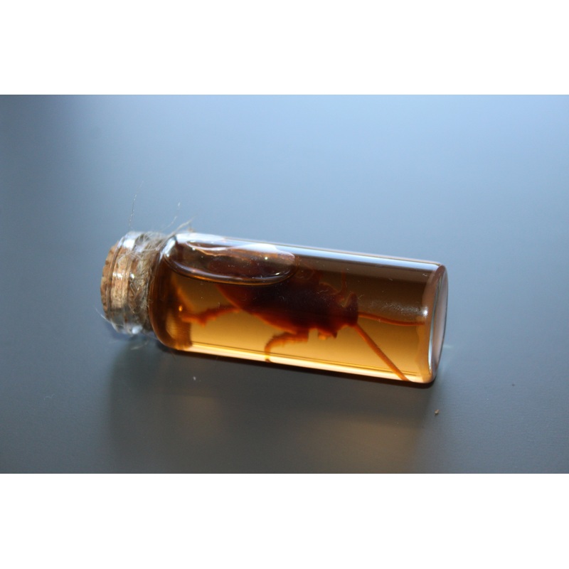 Simulated 5x Preserved Cockroaches Specimen